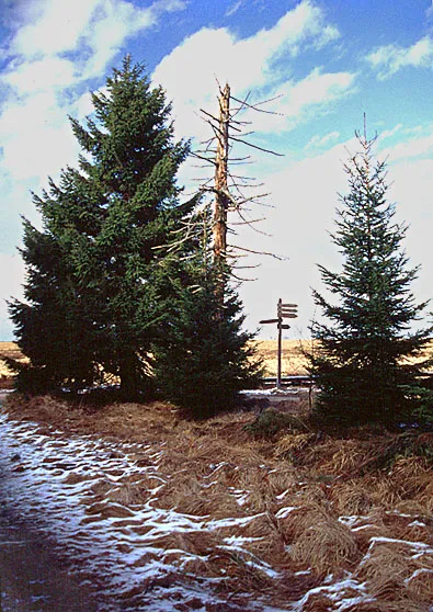 Hautes Fagnes