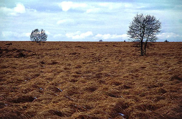 Hautes Fagnes