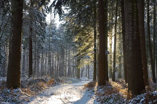Heverlee bos