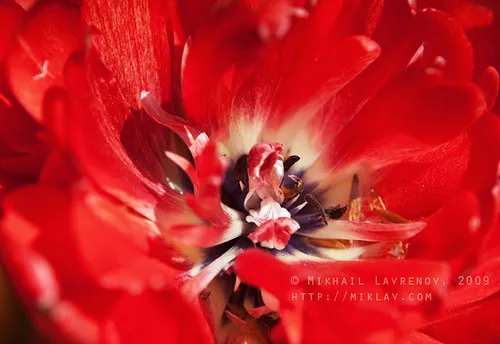 Red passion