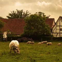 Flemish country scene (photograph stylized as an old oil painting)