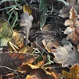 Frosty leaves on the grass