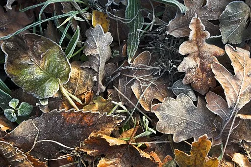 Frosty leaves on the grass