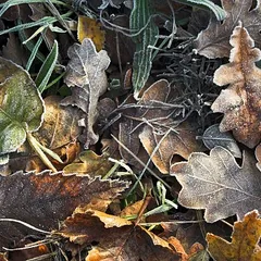 Frosty leaves on the grass
