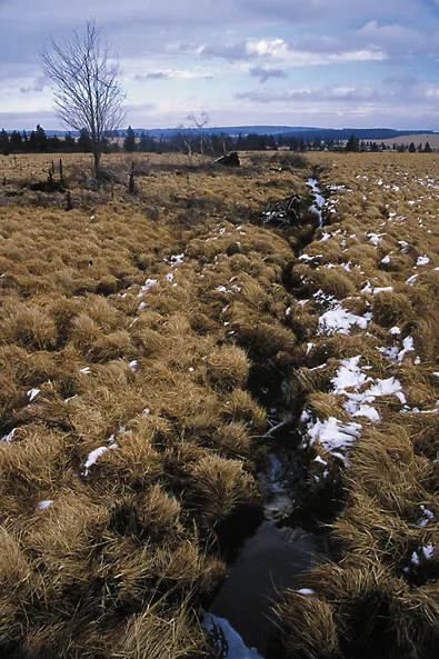 Hautes Fagnes - The creek