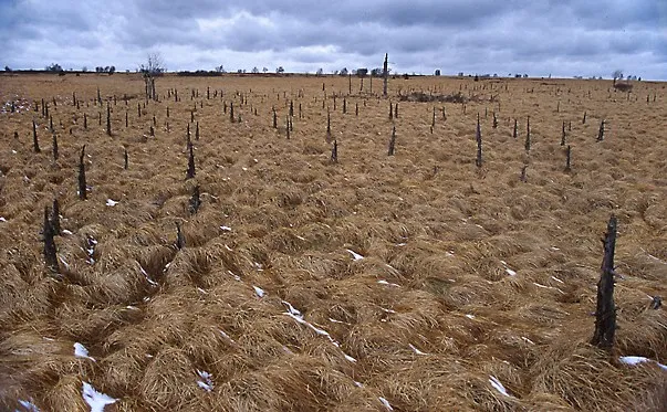 Hautes Fagnes - The dead trees