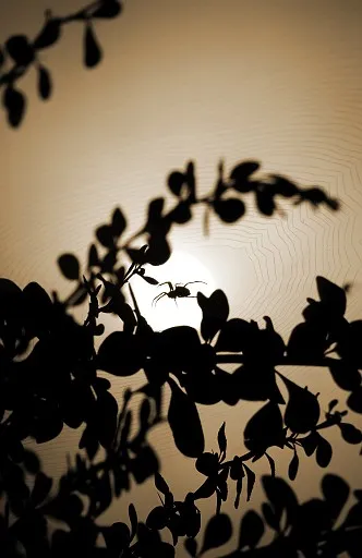 Spider against morning sun