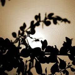 Spider against morning sun