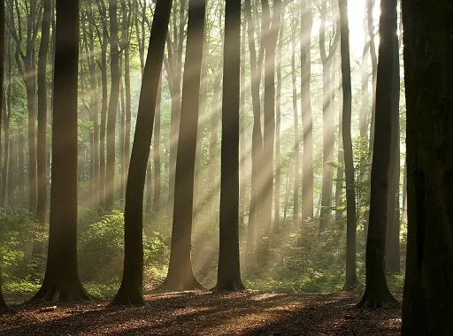 Mystic light