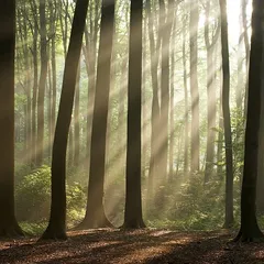 Mystic light