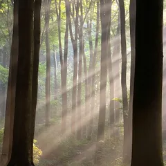 Sun rays crossing misty forest