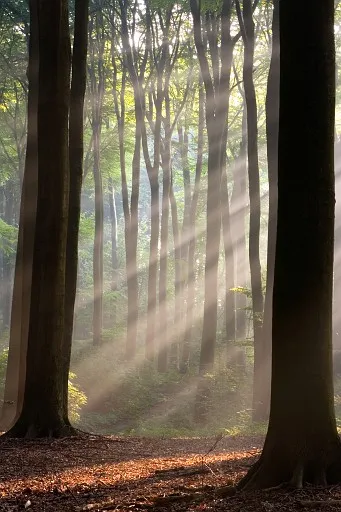 Sun rays crossing misty forest
