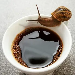 Thirsty snail