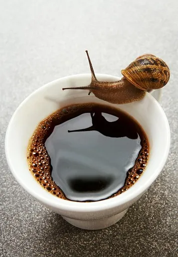 Thirsty snail