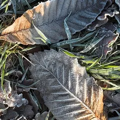 Frosty leaves and frosty grass