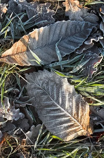 Frosty leaves and frosty grass