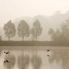 Flight in the mist