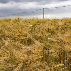 Windy yellow rye field