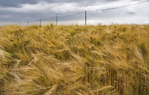 Windy yellow rye field