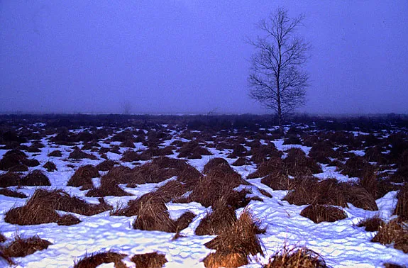 Hautes Fagnes