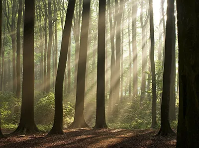 Sunbeams in misty grove