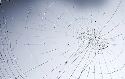 cobweb