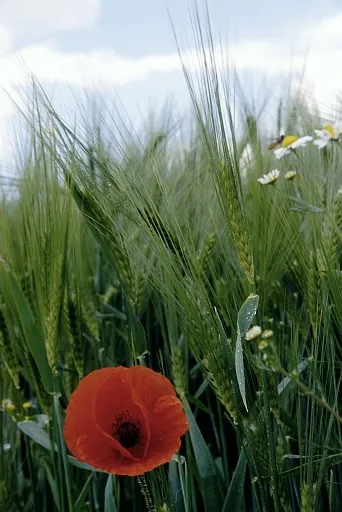 Red poppy in a wheat field