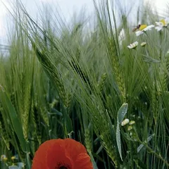 Red poppy in a wheat field