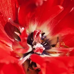 Red flower