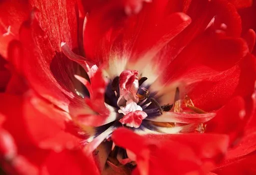Red flower