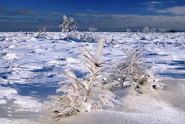 snowy bog