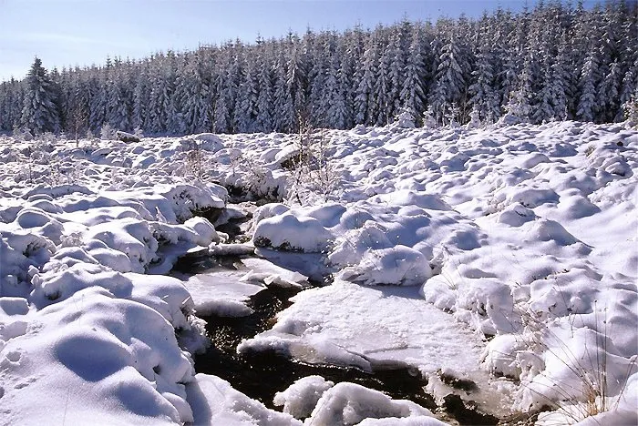 snowy bog