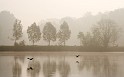Two_herons__misty_morning
