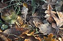 Frosty_leaves_in_grass