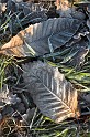 Two_frosty_leaves