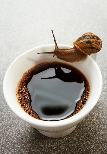 Snail_and_coffee.jpg