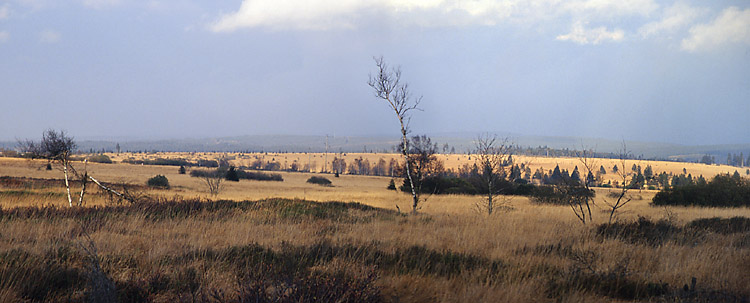 -=panorame of Hautes Fagnes=-